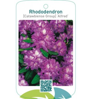 Rhododendron [Catawbiense Group] ‘Alfred’