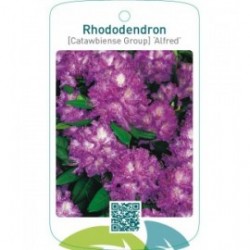 Rhododendron [Catawbiense Group] ‘Alfred’