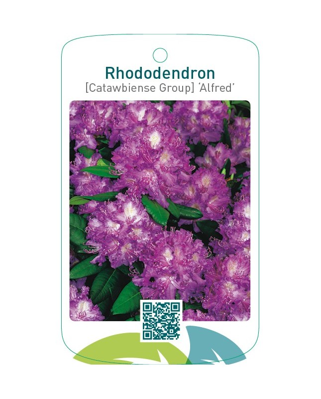 Rhododendron [Catawbiense Group] ‘Alfred’