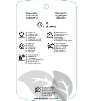 Etichette di Rhododindron [Catawbiense Group] ‘Alfred’ *