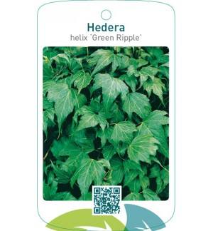 Hedera helix ‘Green Ripple’