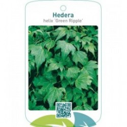 Hedera helix ‘Green Ripple’