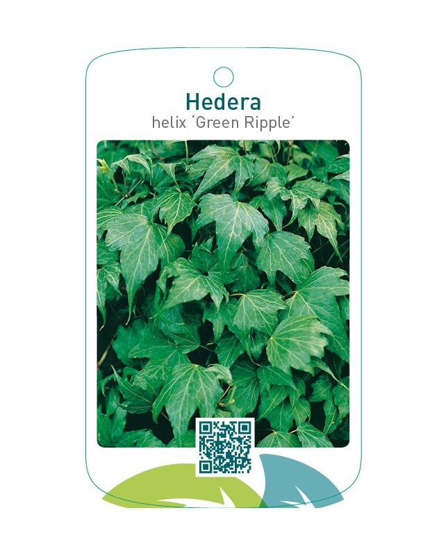 Hedera helix ‘Green Ripple’