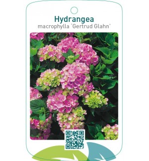 Hydrangea macrophylla ‘Gertrud Glahn’
