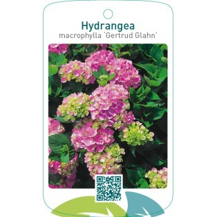 Hydrangea macrophylla ‘Gertrud Glahn’