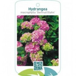 Hydrangea macrophylla ‘Gertrud Glahn’