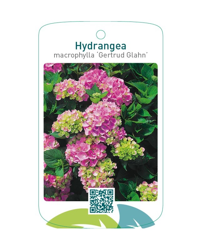 Hydrangea macrophylla ‘Gertrud Glahn’