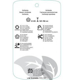 Etichette di Hydrangea macrophylla ‘Gertrud Glahn’ *