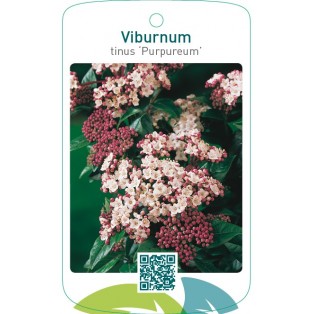 Viburnum tinus ‘Purpureum’