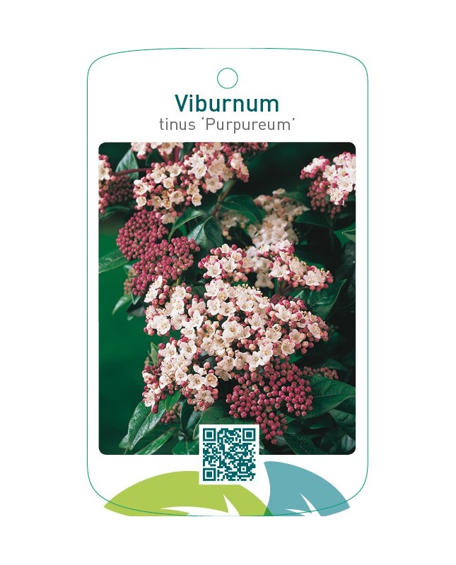 Viburnum tinus ‘Purpureum’