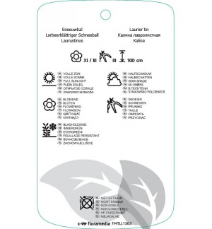 Etichette di Viburnum tinus ‘Purpureum’ *