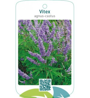 Vitex agnus-castus