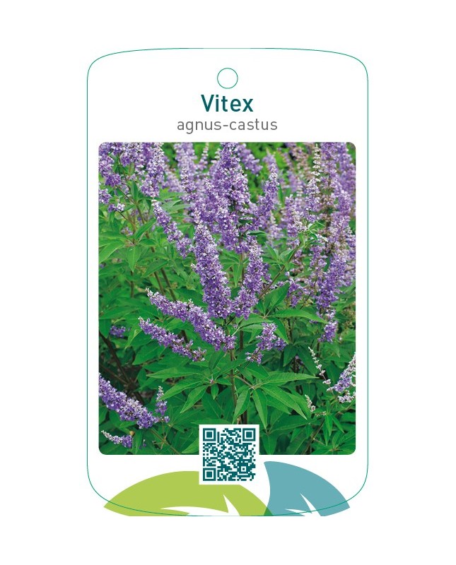 Vitex agnus-castus