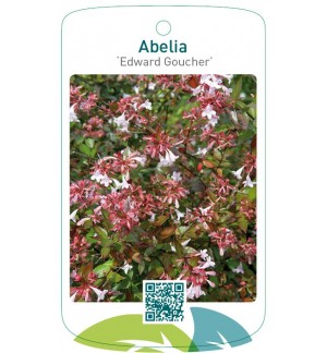 Abelia ‘Edward Goucher’