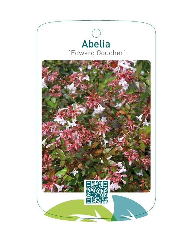 Abelia ‘Edward Goucher’