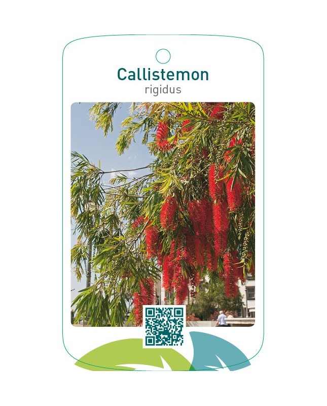 Callistemon rigidus