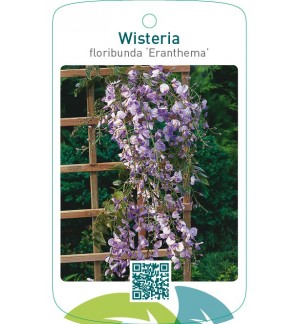 Wisteria floribunda ‘Eranthema’