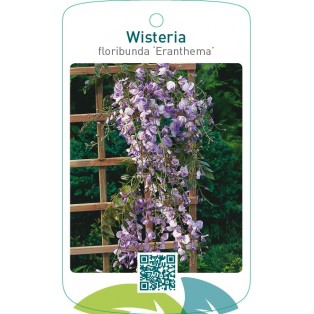 Wisteria floribunda ‘Eranthema’