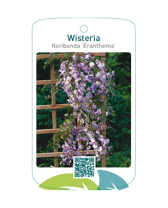 Wisteria floribunda ‘Eranthema’