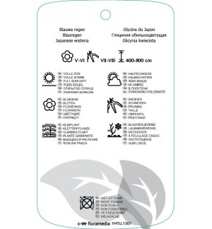 Etichette di Wisteria floribunda ‘Eranthema’ *