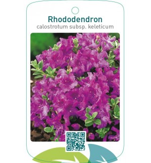 Rhododendron calostrotum subsp keleticum
