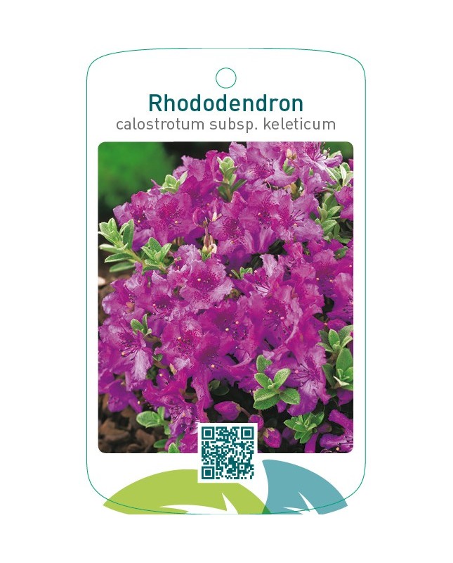 Rhododendron calostrotum subsp keleticum