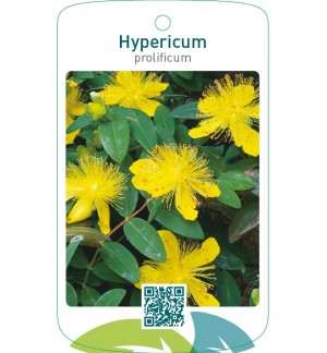 Hypericum prolificum
