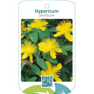 Hypericum prolificum