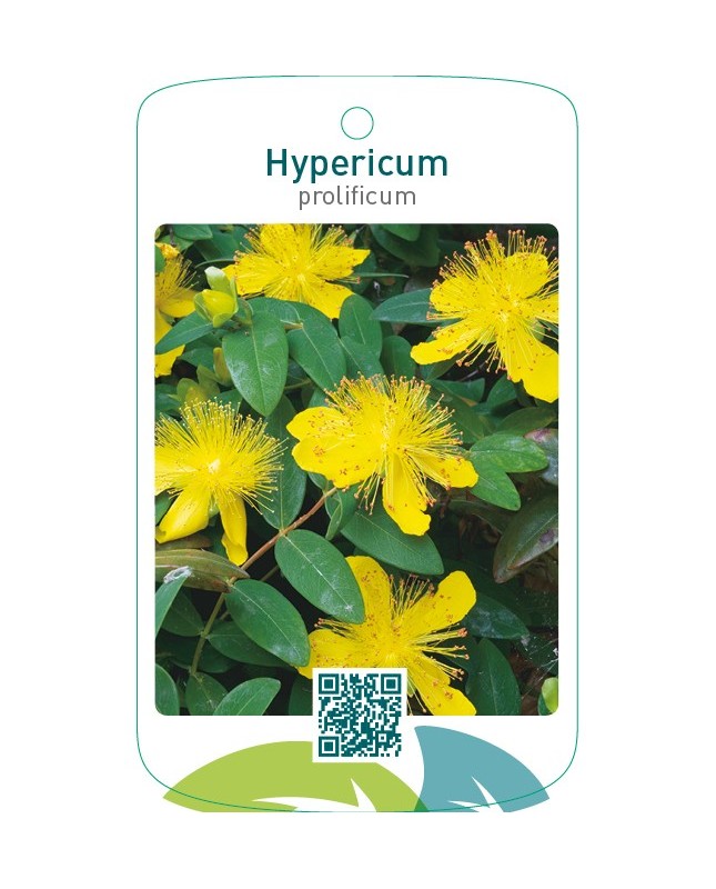 Hypericum prolificum
