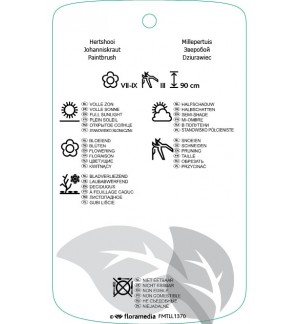 Etichette di Hypericum prolificum *