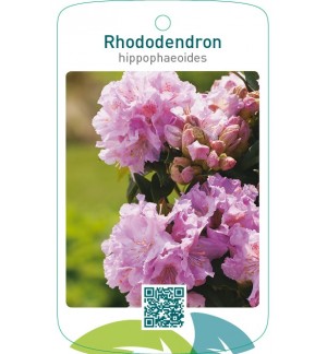 Rhododendron hippophaeoides