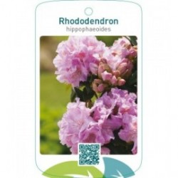 Rhododendron hippophaeoides