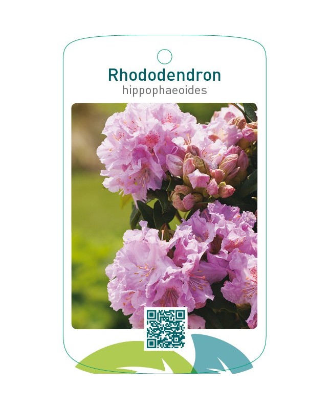 Rhododendron hippophaeoides