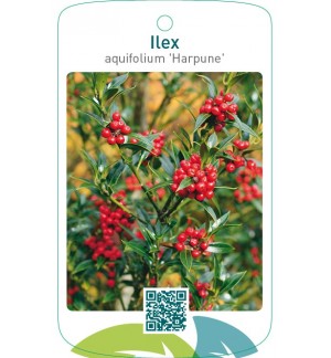 Ilex aquifolium ‘Harpune’