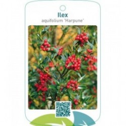 Ilex aquifolium ‘Harpune’