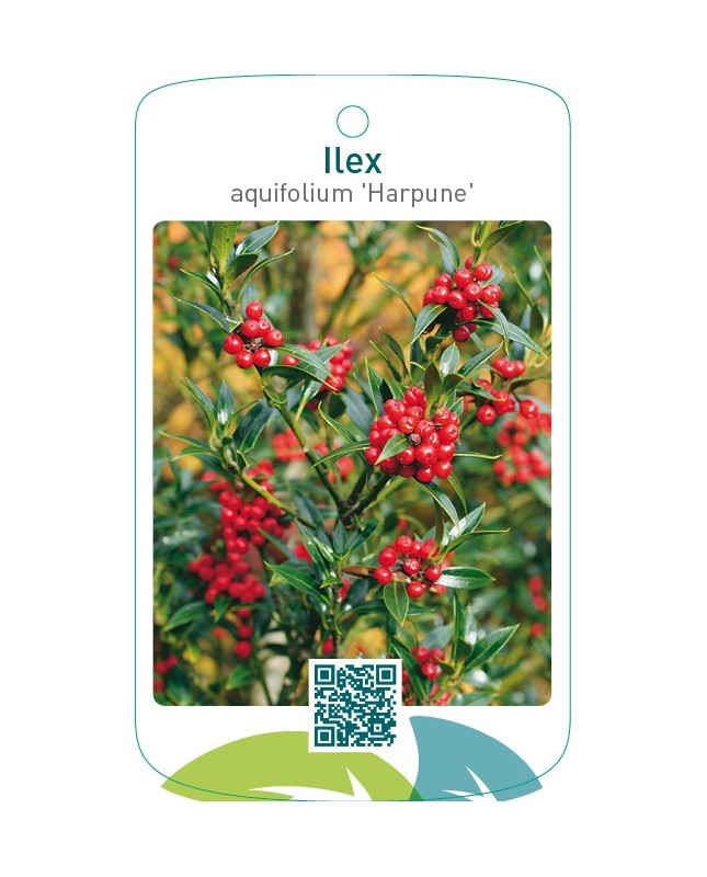 Ilex aquifolium ‘Harpune’