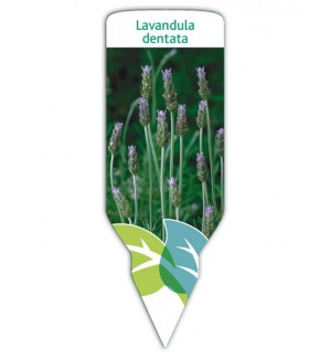 Lavanda dentada