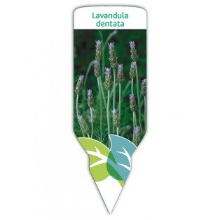 Lavanda dentada