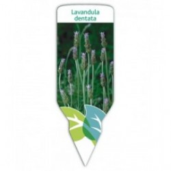 Lavanda dentada