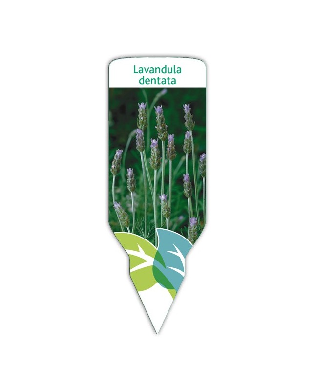 Lavanda dentada