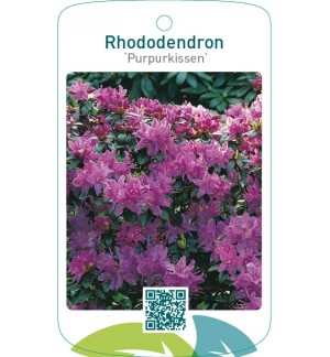 Rhododendron ‘Purpurkissen’