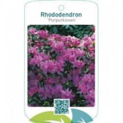 Rhododendron ‘Purpurkissen’