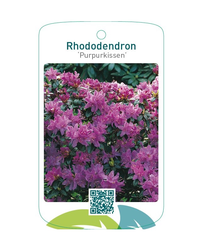 Rhododendron ‘Purpurkissen’
