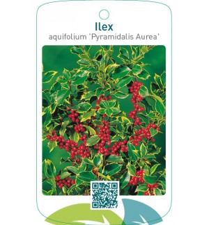 Ilex aquifolium ‘Pyramidalis Aurea’