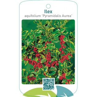 Ilex aquifolium ‘Pyramidalis Aurea’