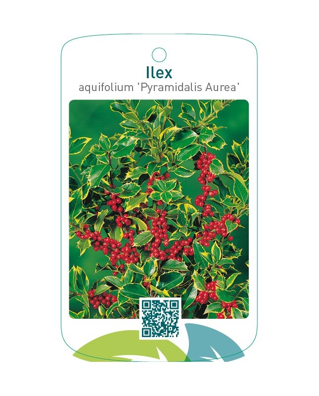 Ilex aquifolium ‘Pyramidalis Aurea’