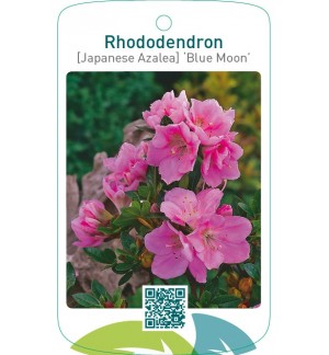 Rhododendron [Japanese Azalea] ‘Blue Moon’