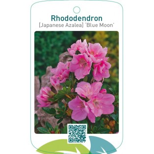 Rhododendron [Japanese Azalea] ‘Blue Moon’