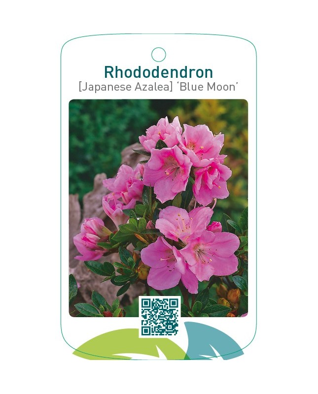 Rhododendron [Japanese Azalea] ‘Blue Moon’