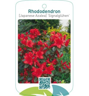 Rhododendron [Japanese Azalea] ‘Signalglühen’